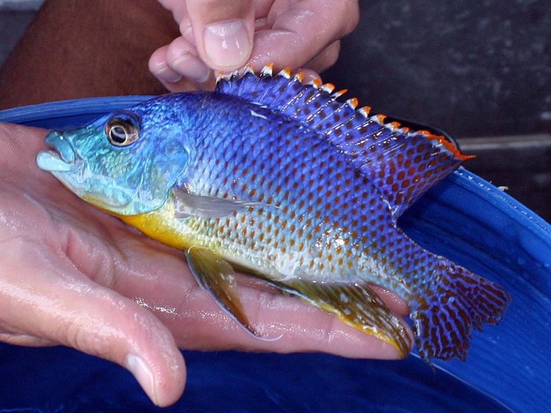 Protomelas ornatus 'Masinje'